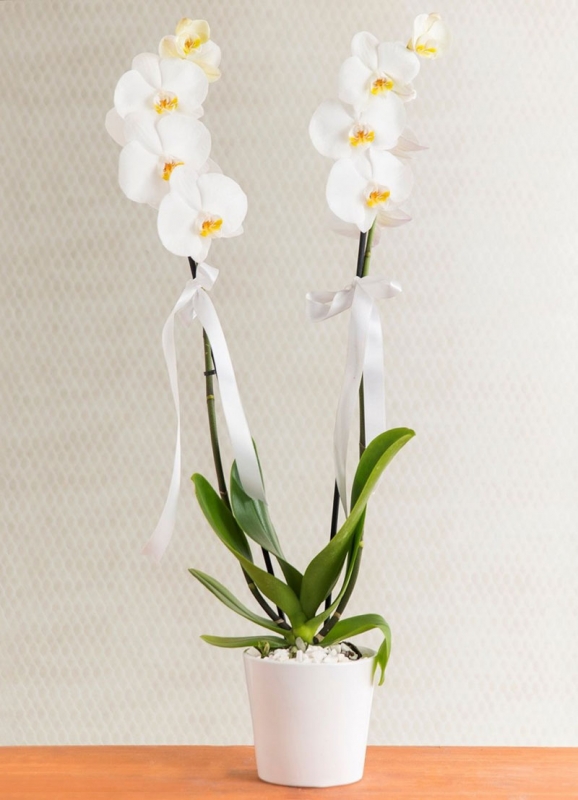 Orkide Phalaenopsis 2 Dallı