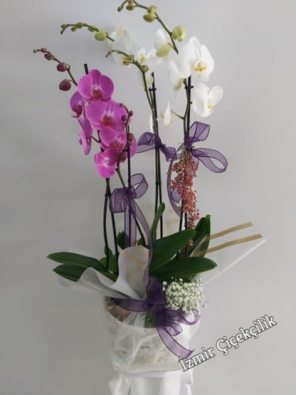 4 Dal Beyaz Lila Orkide