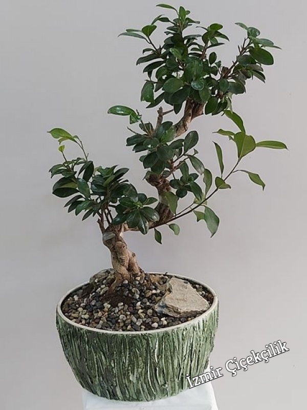 Bonsai Çiçeği