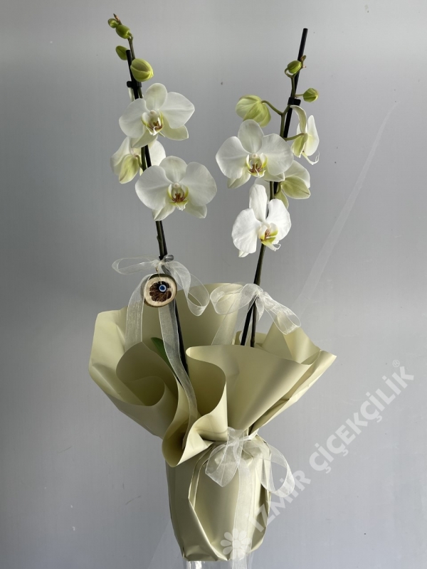 2 Dallı Beyaz Midi Boy Orkide
