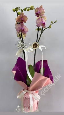 2 Dallı Pembe Orkide Phalaenopsis