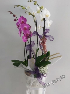 4 Dal Beyaz Lila Orkide