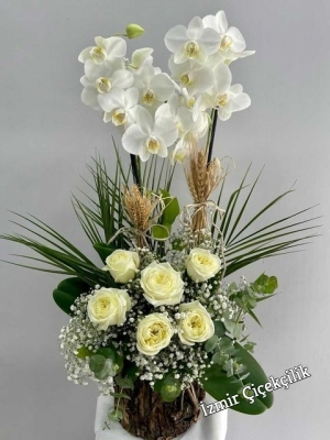 Kütükte Beyaz Gül Orkide