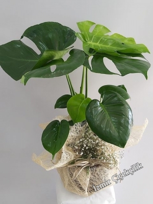 Saksıda Deve Tabanı Monstera