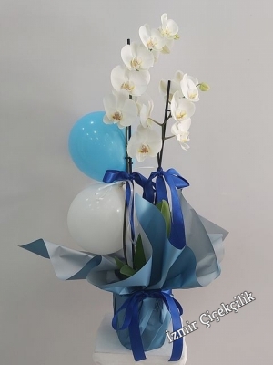 Yeni Doğan Erkek Bebek Orkide Mavi Balon